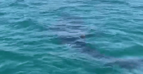 Rare six-meter whale shark appears near Da Nang coast