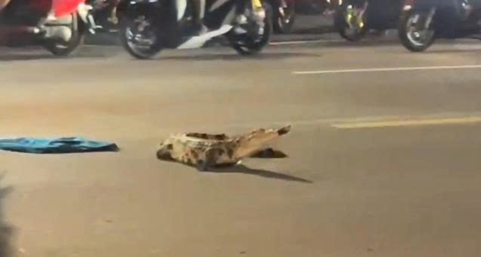 Crocodile causes panic after appearing on busy Vietnam highway