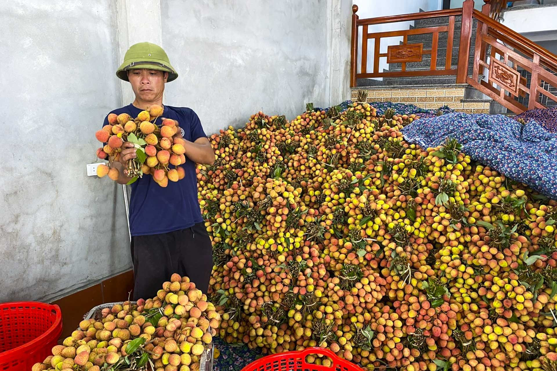 Bac Ninh to elevate lychee to premium-brand product
