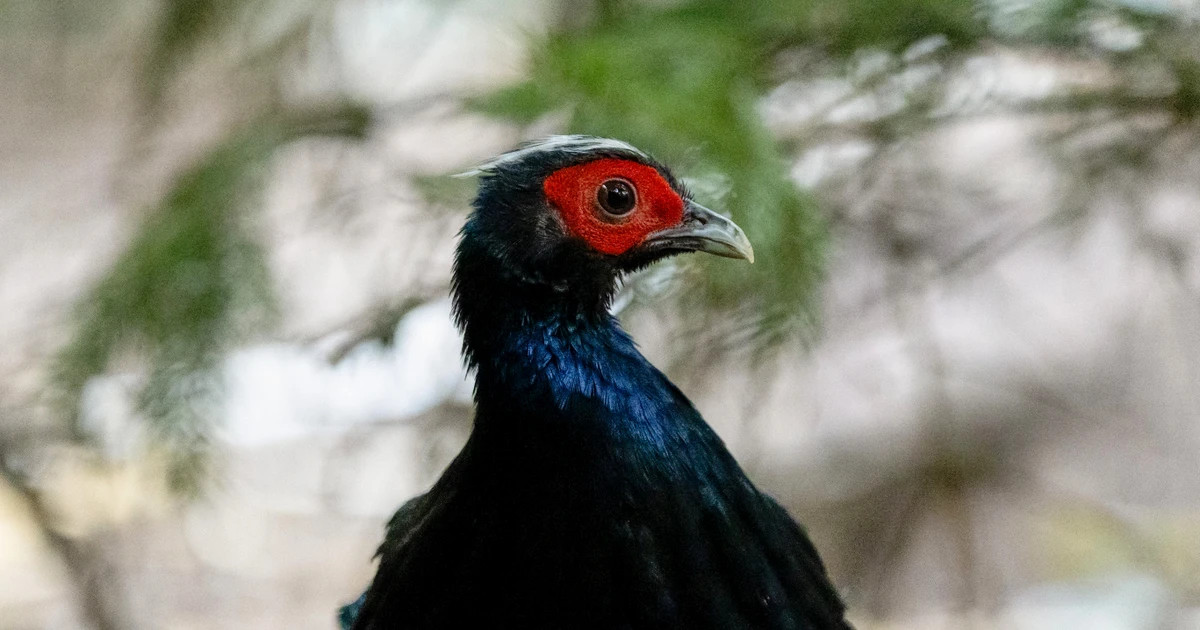 Vietnamese pheasants successfully hatched at Belgian zoo