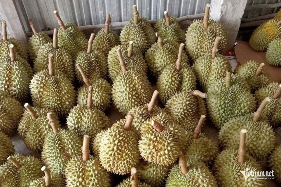 W-sau rieng.jpg