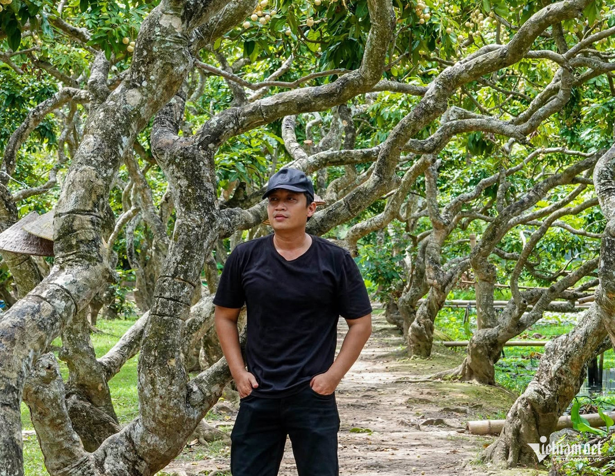 W-Vườn nhãn 4567.jpg