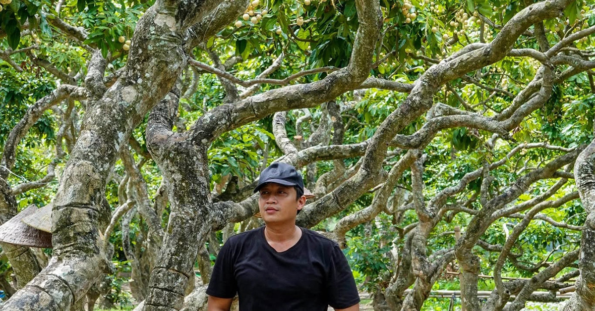 Ancient longan orchard in Can Tho draws visitors with dragon-like trees