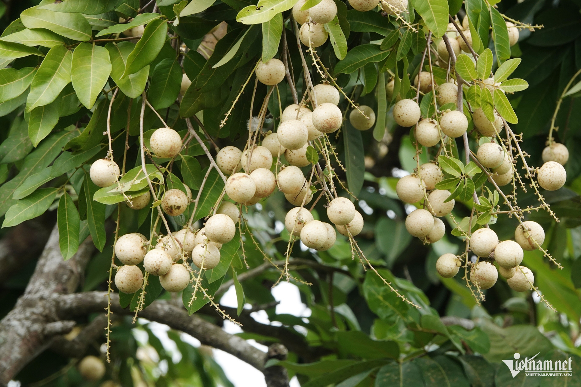 W-Vườn nhãn 2.jpg