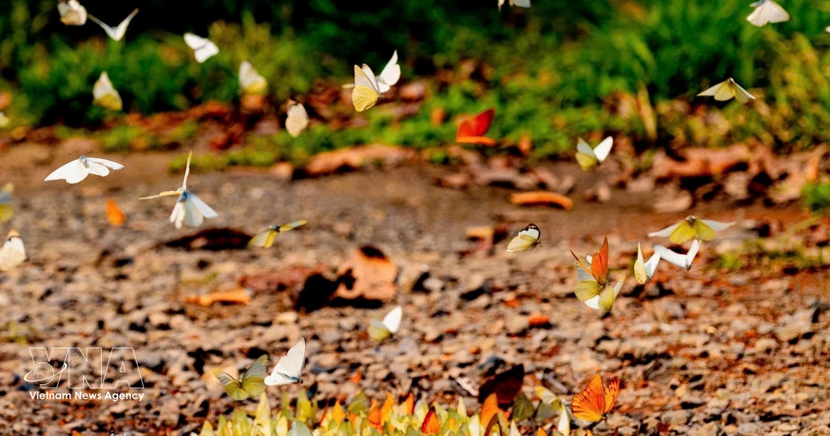 Cuc Phuong turns wildlife recovery into new tourism model
