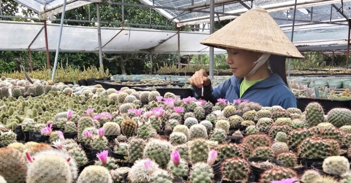 Young entrepreneur grows thriving cactus business in Vietnam