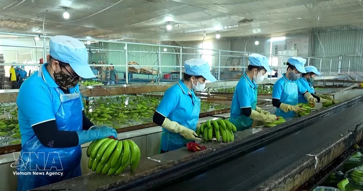 EU deforestation rules put Vietnamese exporters on the clock