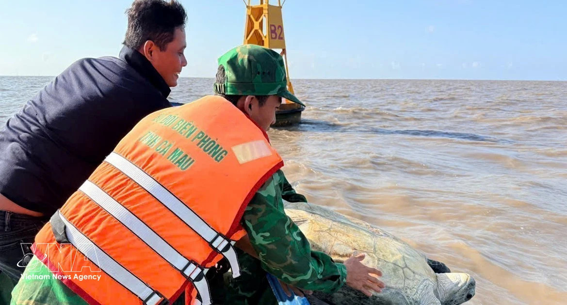 120kg green sea turtle released into wild in Ca Mau