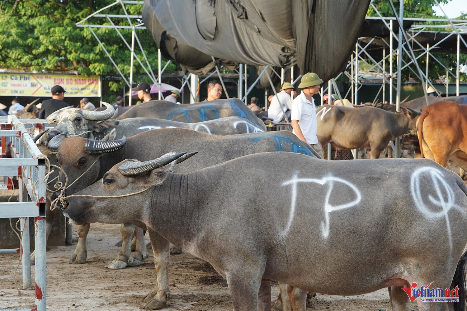 buffalo market3.jpg