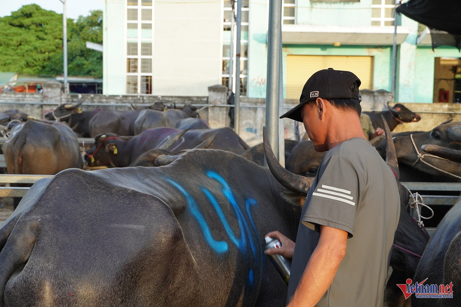 buffalo market4.jpg
