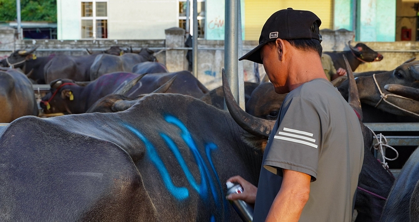 Vietnam's unique cattle market seals deals with a splash of paint