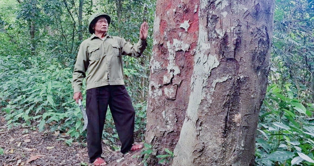 The 75-year-old who spent 33 years protecting a rare ironwood forest