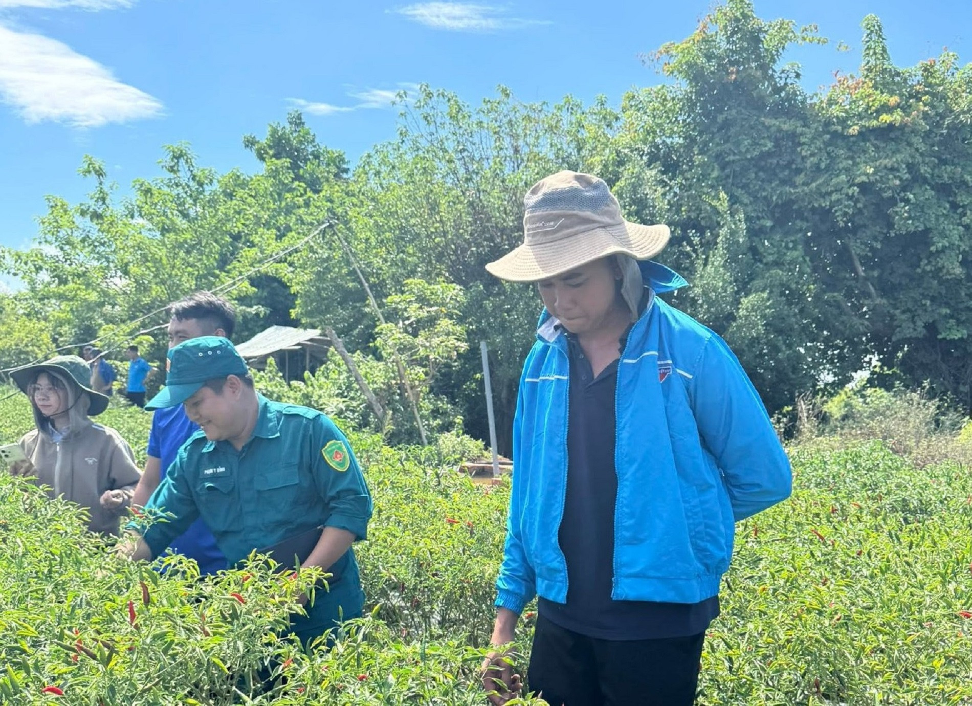 Anh Lò Văn Sơn (bìa phải) dẫn thanh niên thăm mô hình ớt sạch của mình.jpg