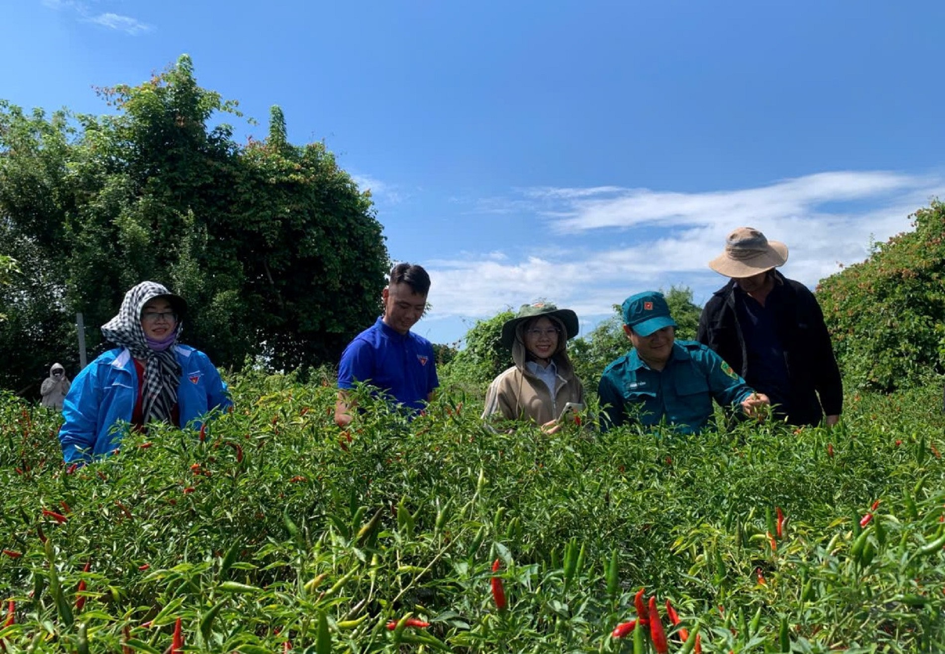Mô hình ớt sạch của anh Sơn trở thành địa chỉ để các thanh niên trên địa bàn đến tham quan, học tập.jpg