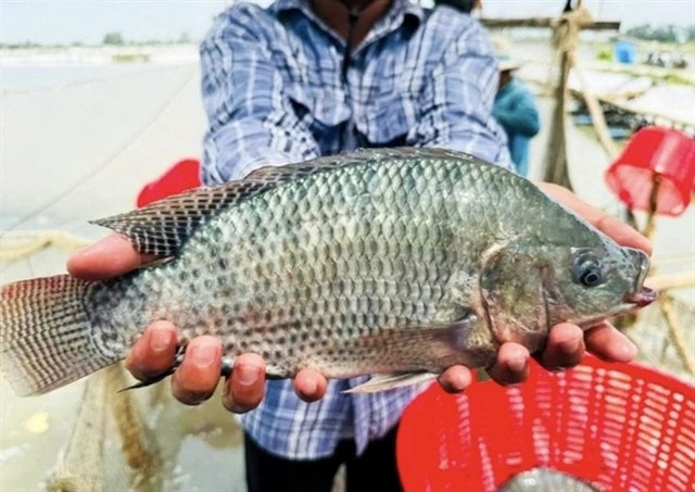 Brazil spends nearly $35 million on Vietnamese tilapia, imports surge 289-fold
