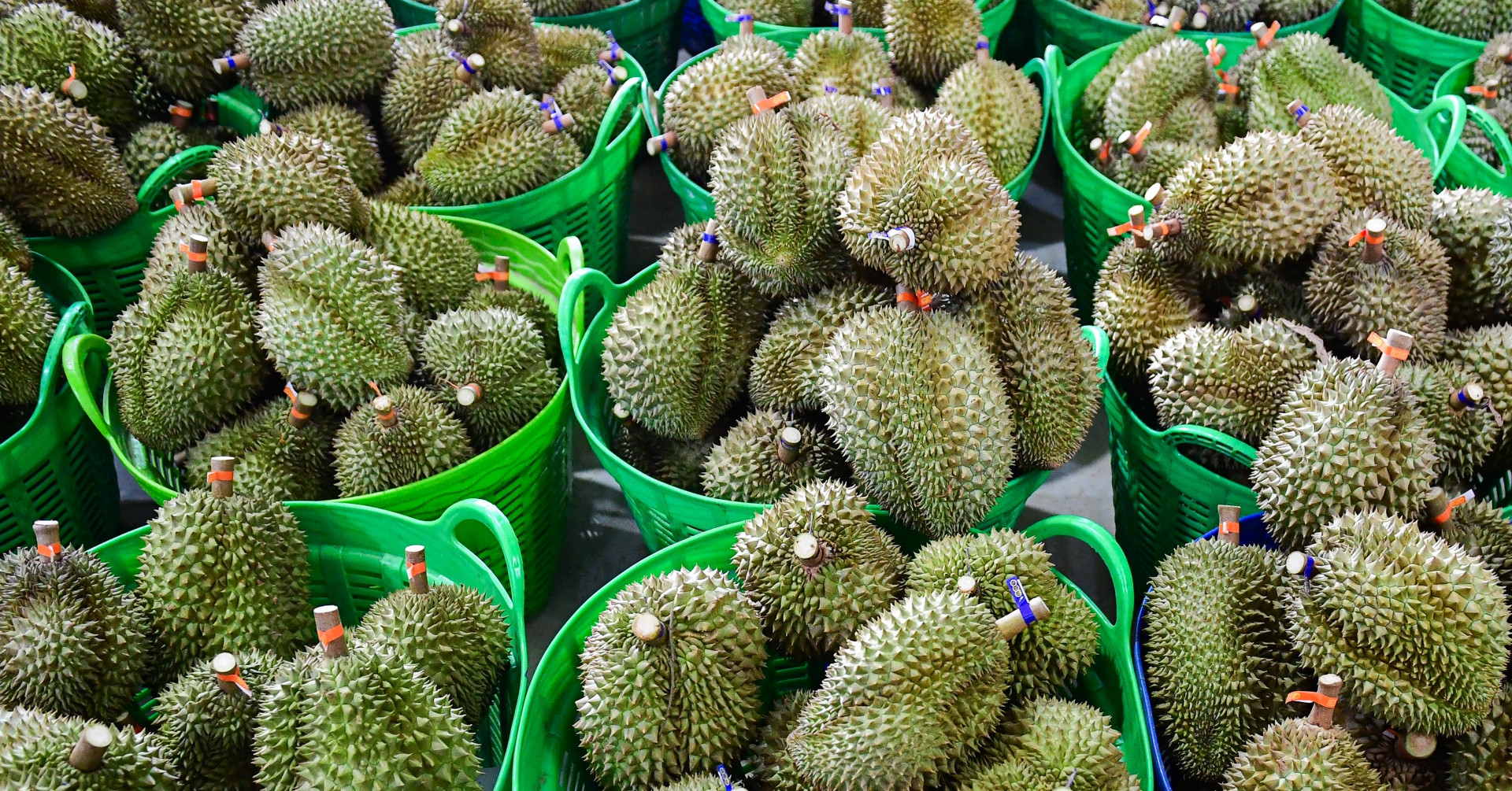 Vietnam's durian scandal reveals weaknesses in export certification