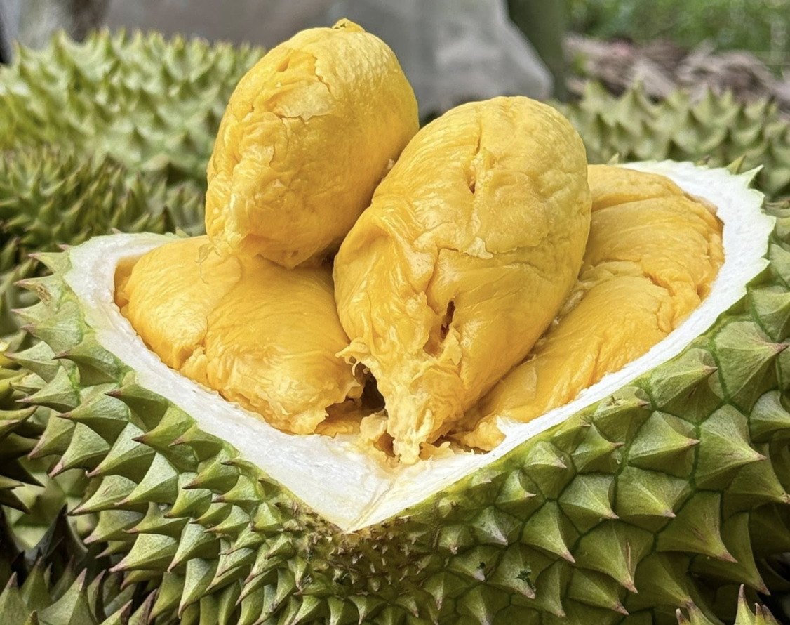 durian export.png