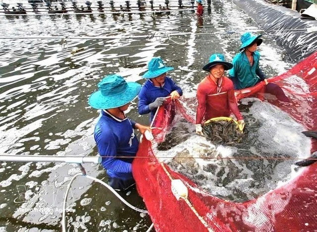 Vietnamese shrimp exports to China offset weaker sales to US
