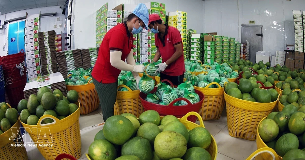Green lane sought for Vietnam's fruit, vegetable exports to China