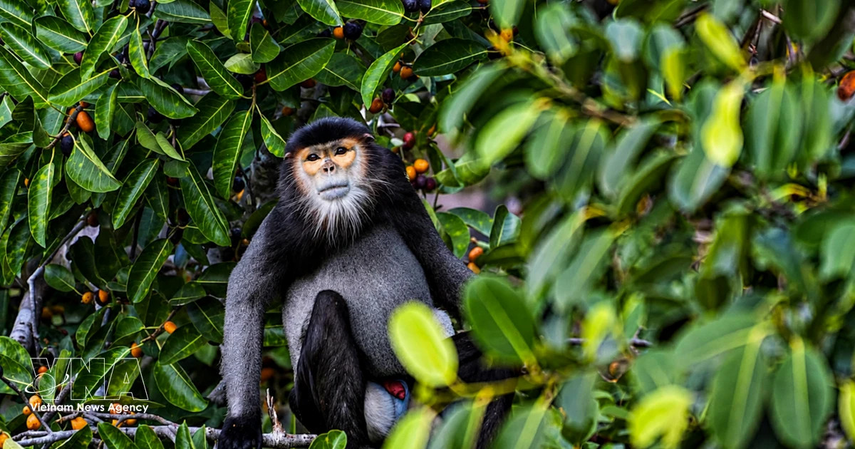 Measures suggested to conserve black-shanked doucs on Ba Den Mountain