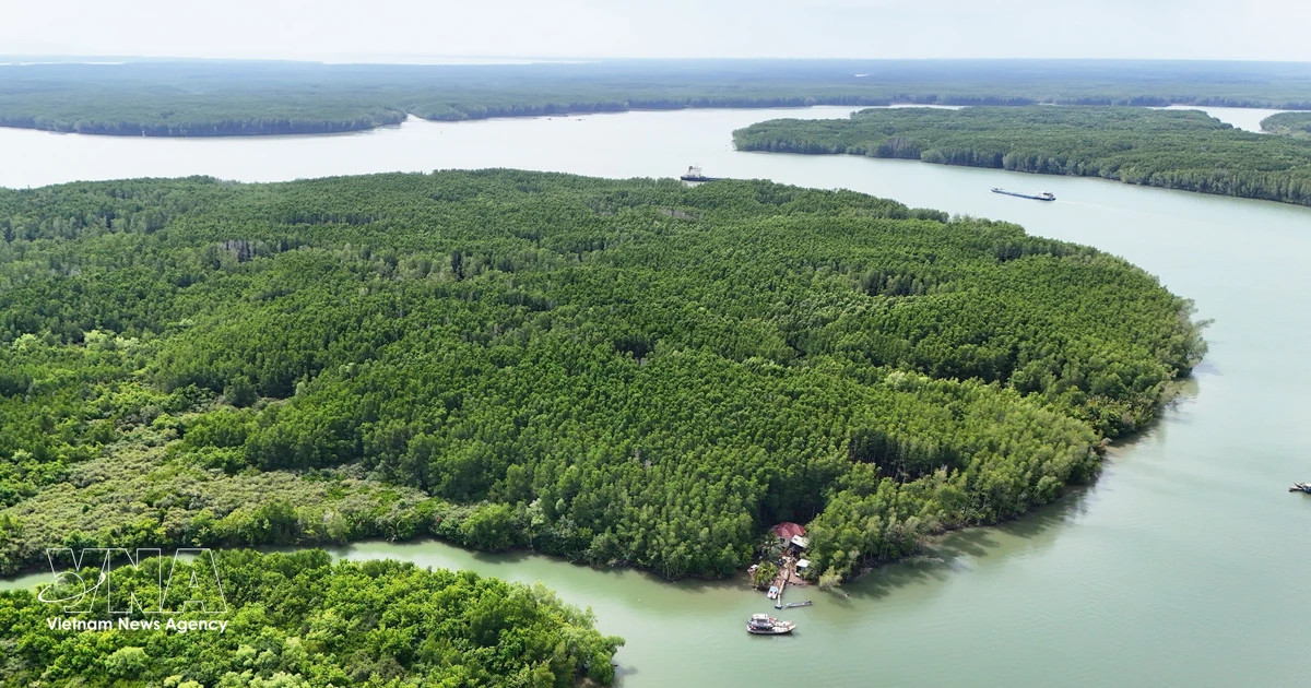 Vietnam earns 56.5 million USD from forest carbon credit sales to World Bank