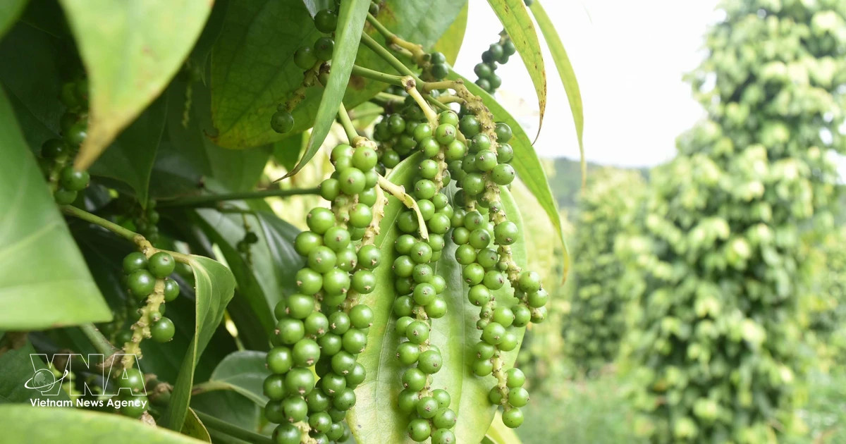 Pepper exports post double-digit growth in first half of 2026