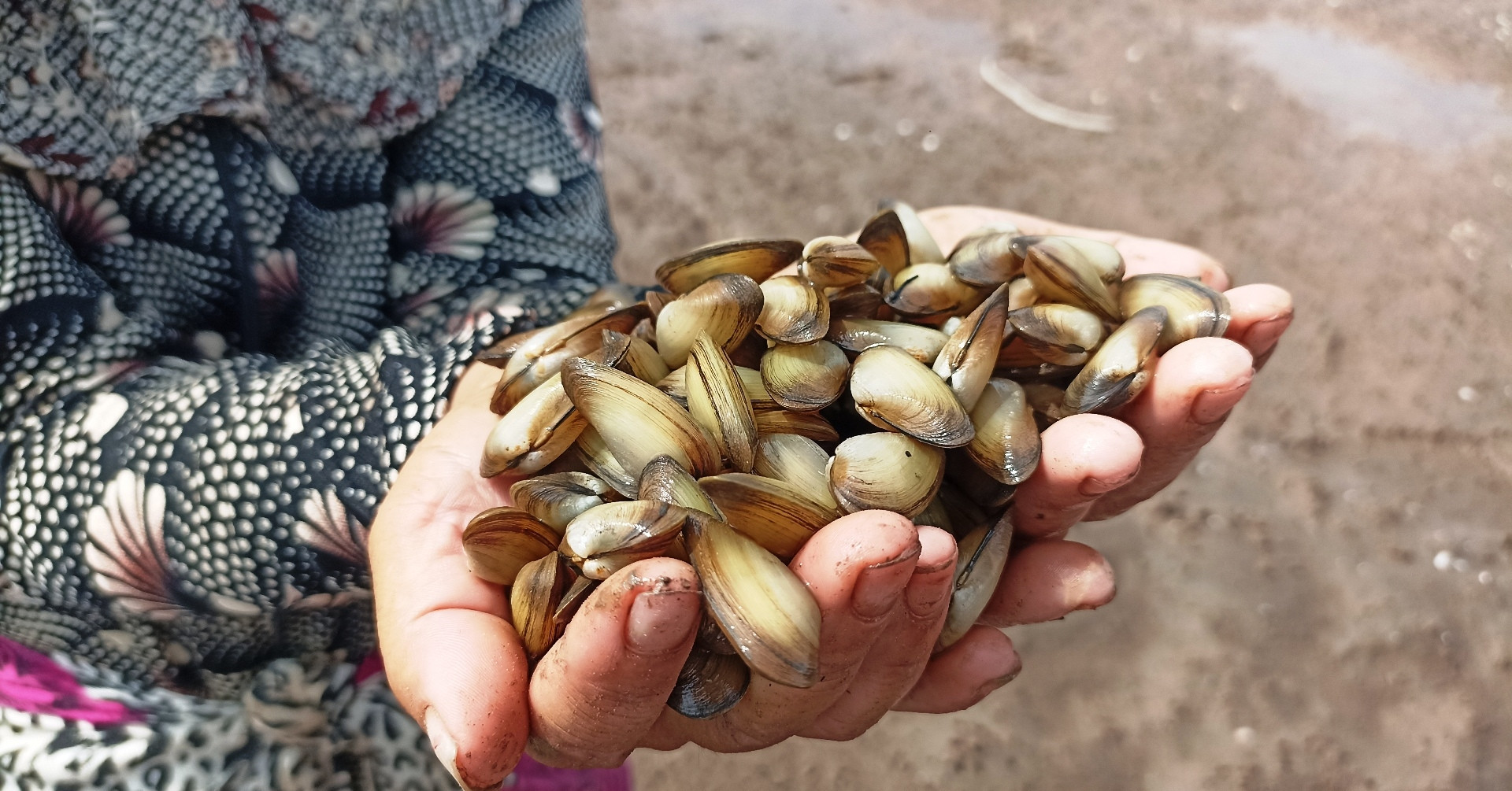 Tide reveals a hidden harvest for families in northern Vietnam