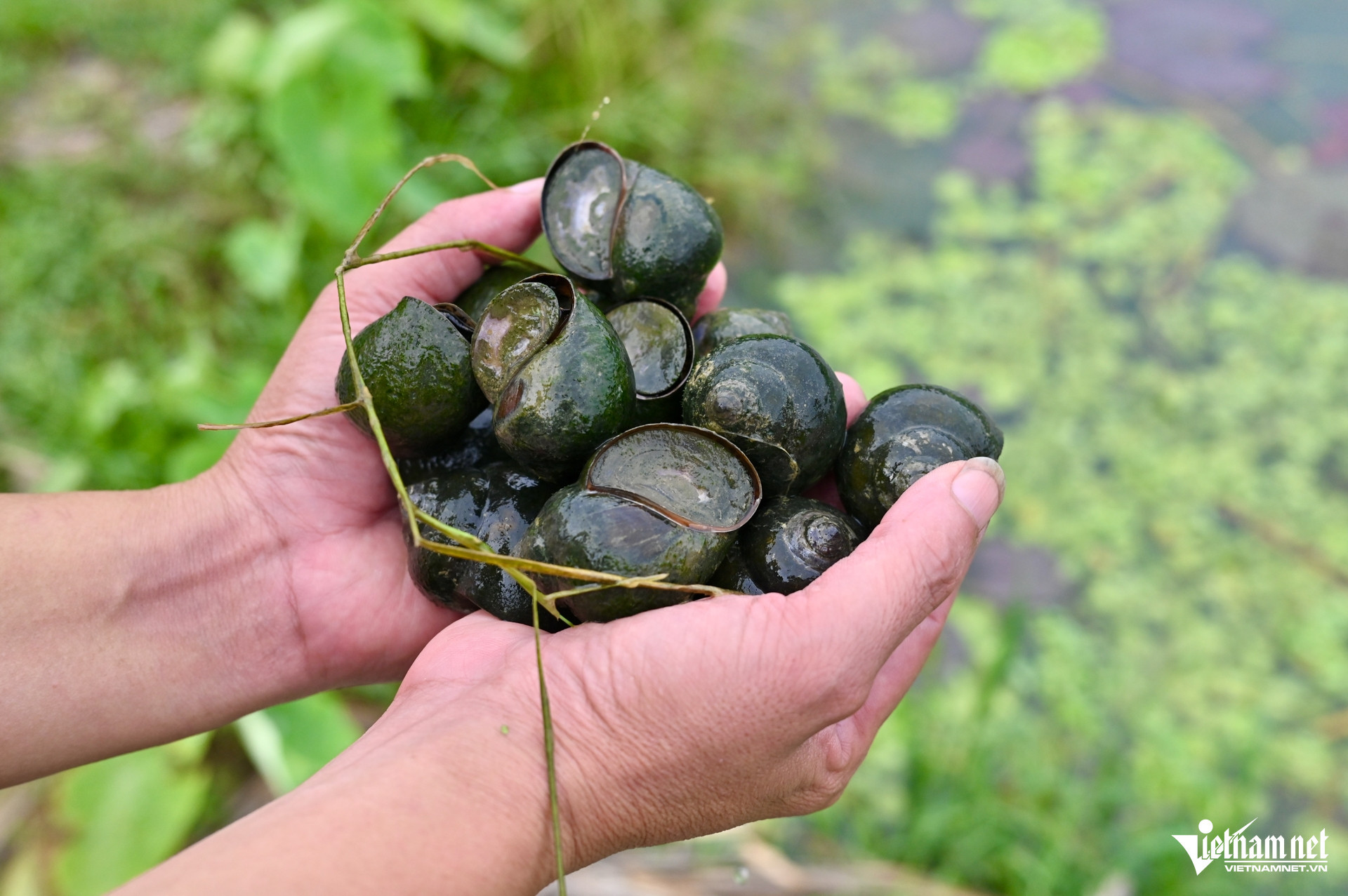 W-ốc nhồi tuyên quang 9.JPG.jpg