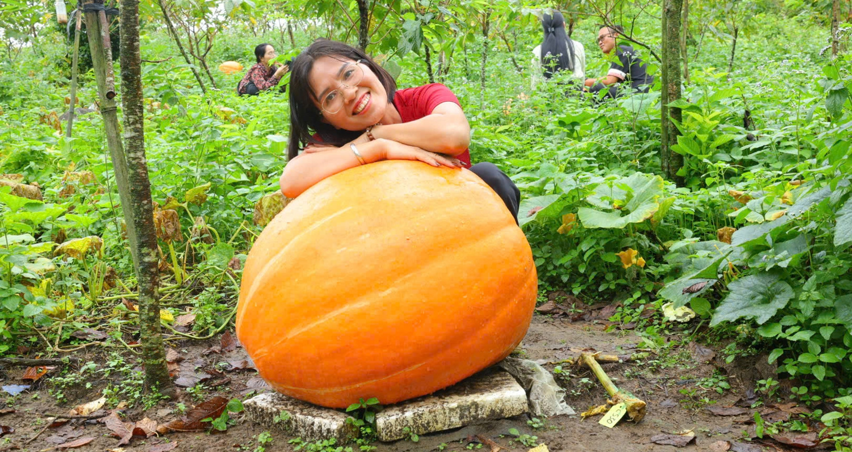 Giant 126kg pumpkins become tourist attraction in Quang Ninh