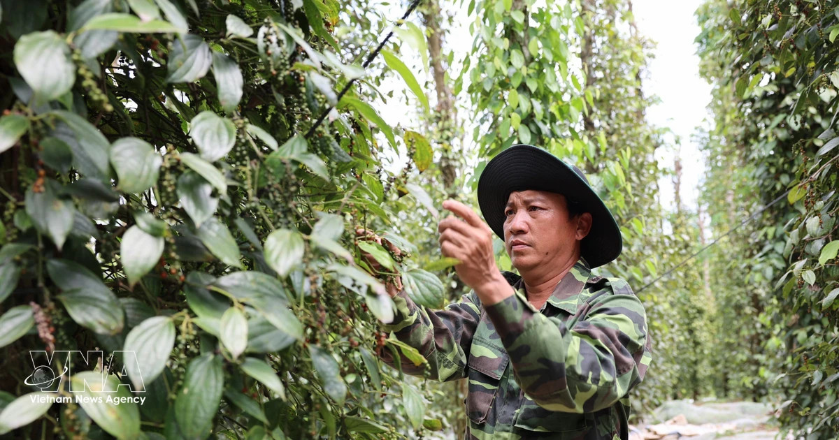 Vietnam’s pepper exports grow strongly, spice industry eyes higher value