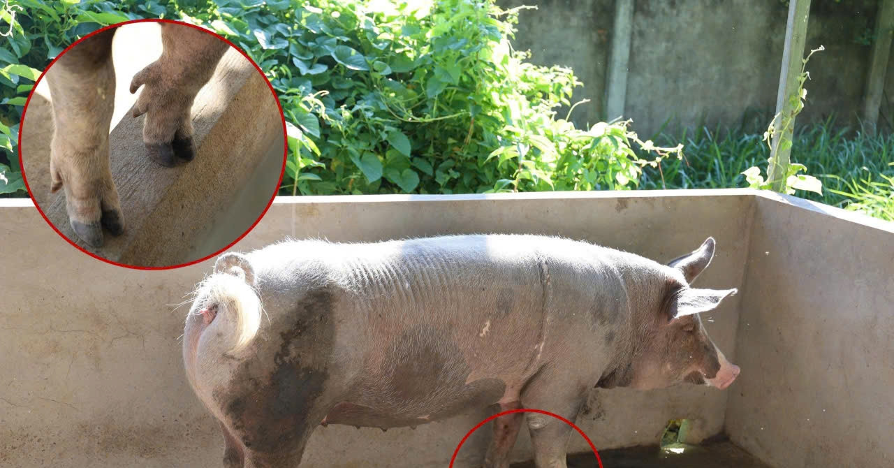 The curious tale of five-toed pigs living in Vietnamese temples