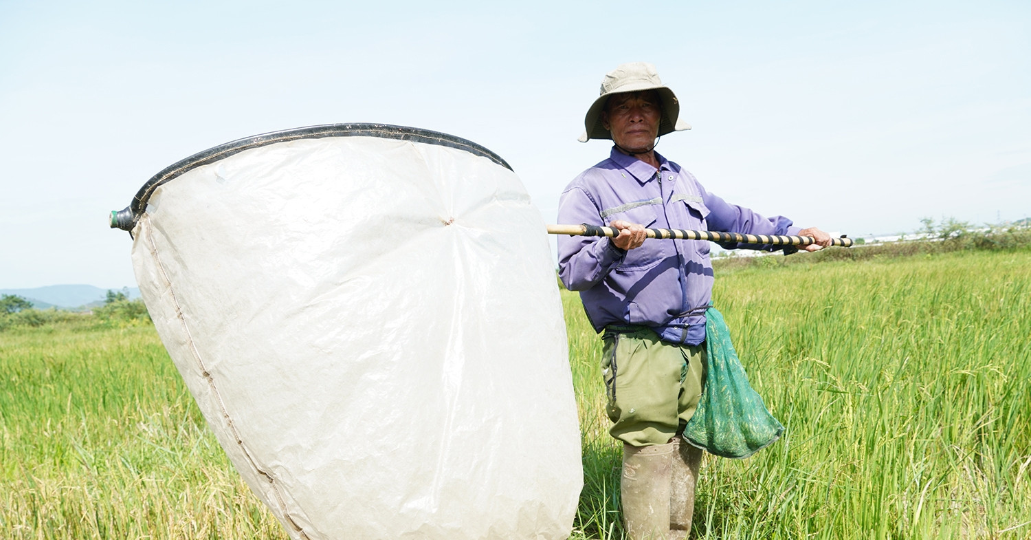 The elderly couple making a living from Vietnam's grasshopper season