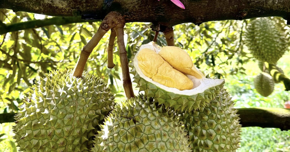 Beyond $1 billion: Dak Lak durian looks to build a lasting brand