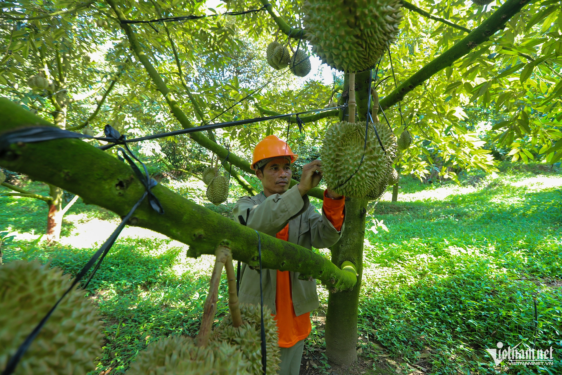 durian farmer.jpg