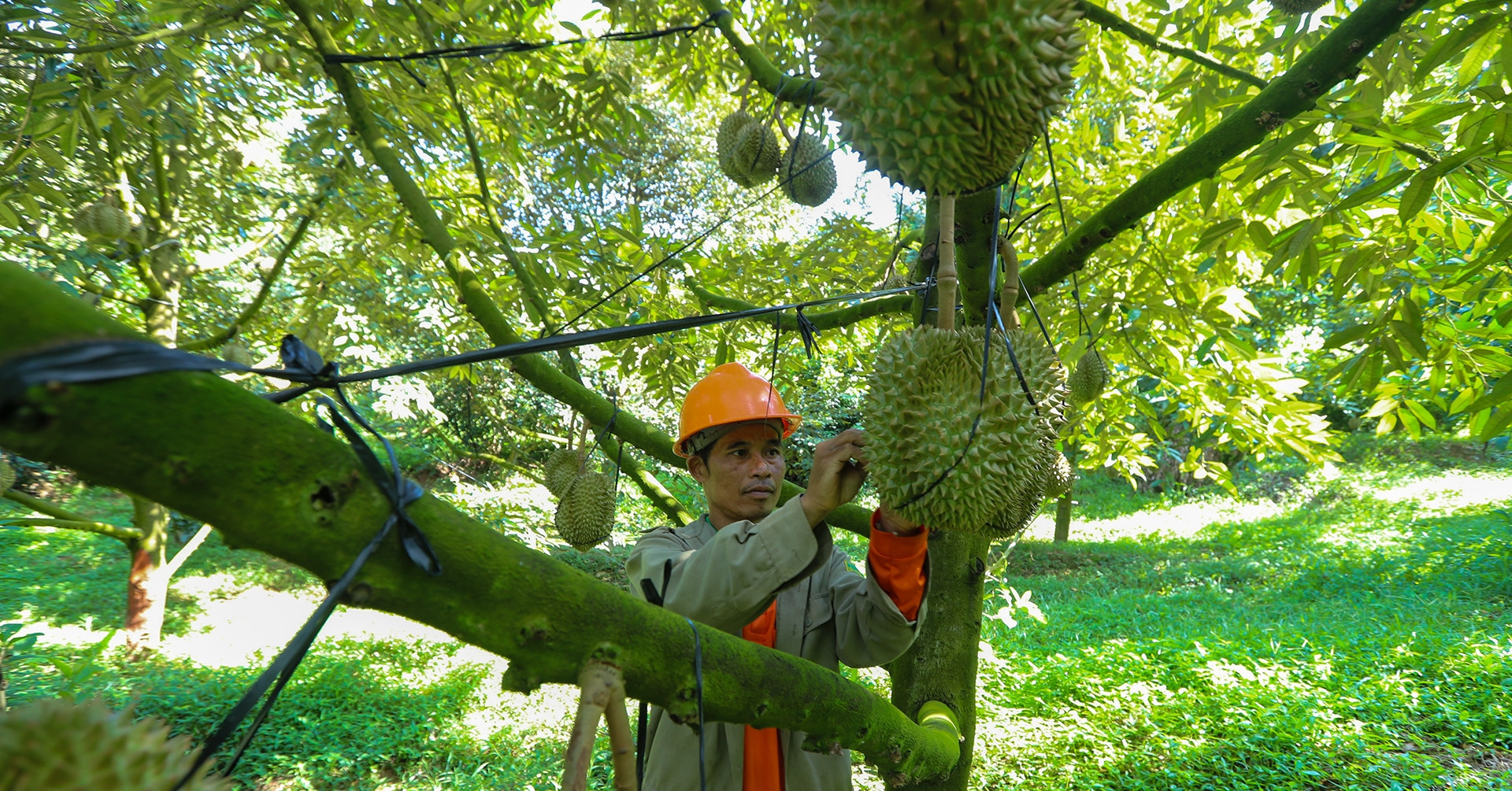 How a bold crop switch turned Khanh Hoa farmers into high earners