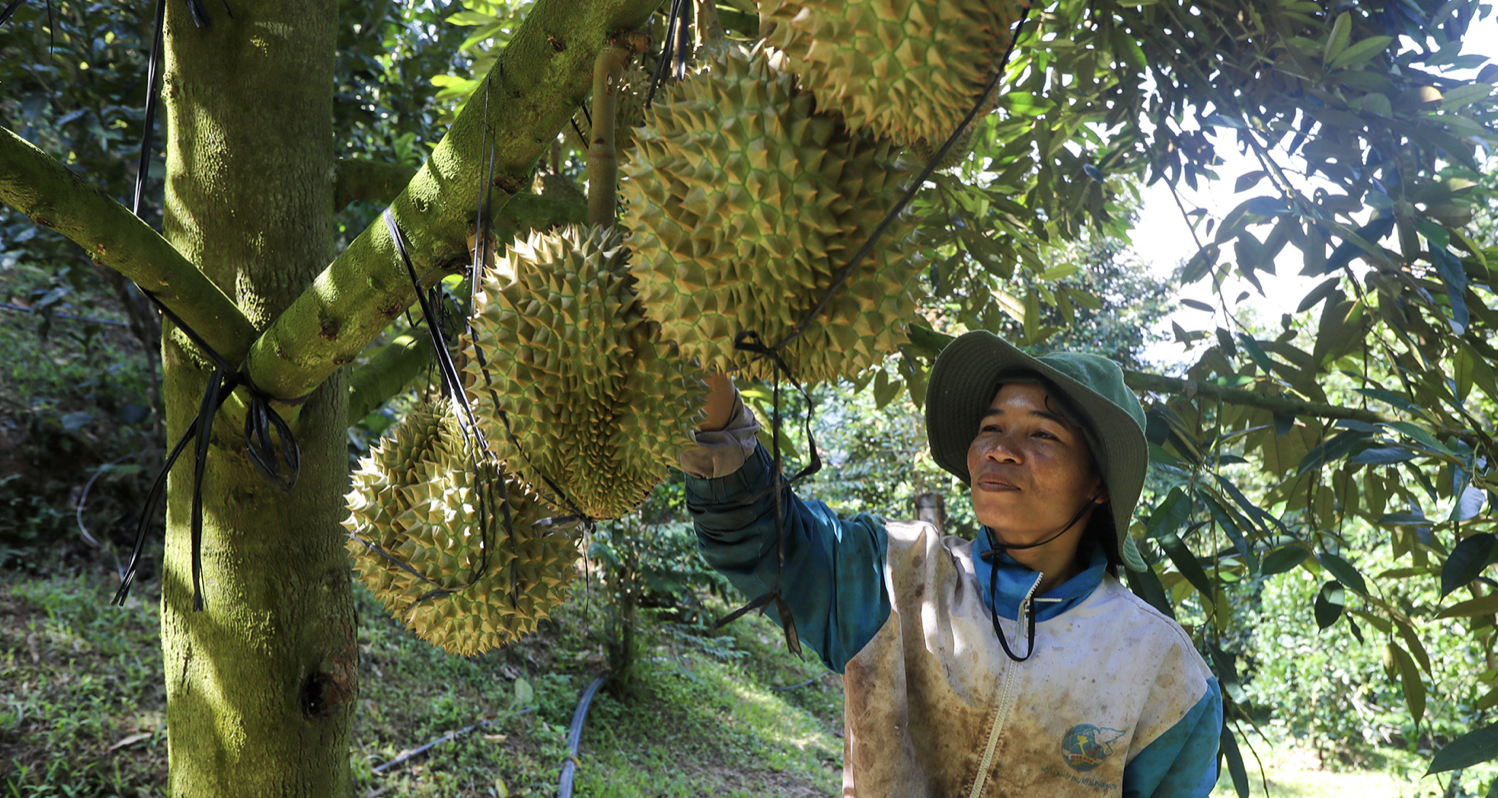 Vietnam faces new rivals in China’s booming durian market