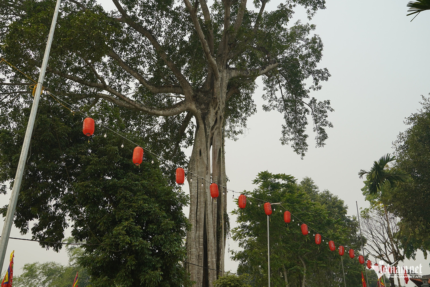 W-cây đa di sản 6.JPG.jpg