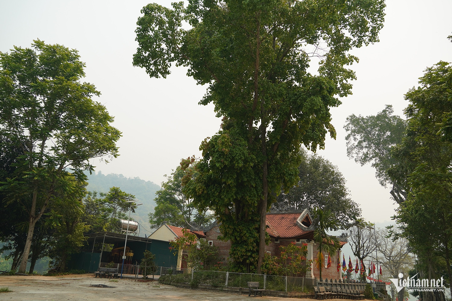 W-cây bồ đề cổ thụ.JPG.jpg