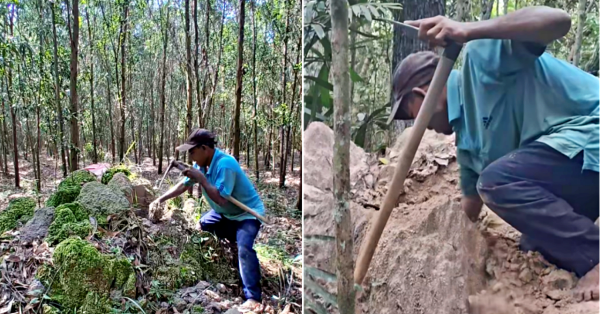 Hunting termite queens and ‘black gold’ deep in Vietnam’s forests