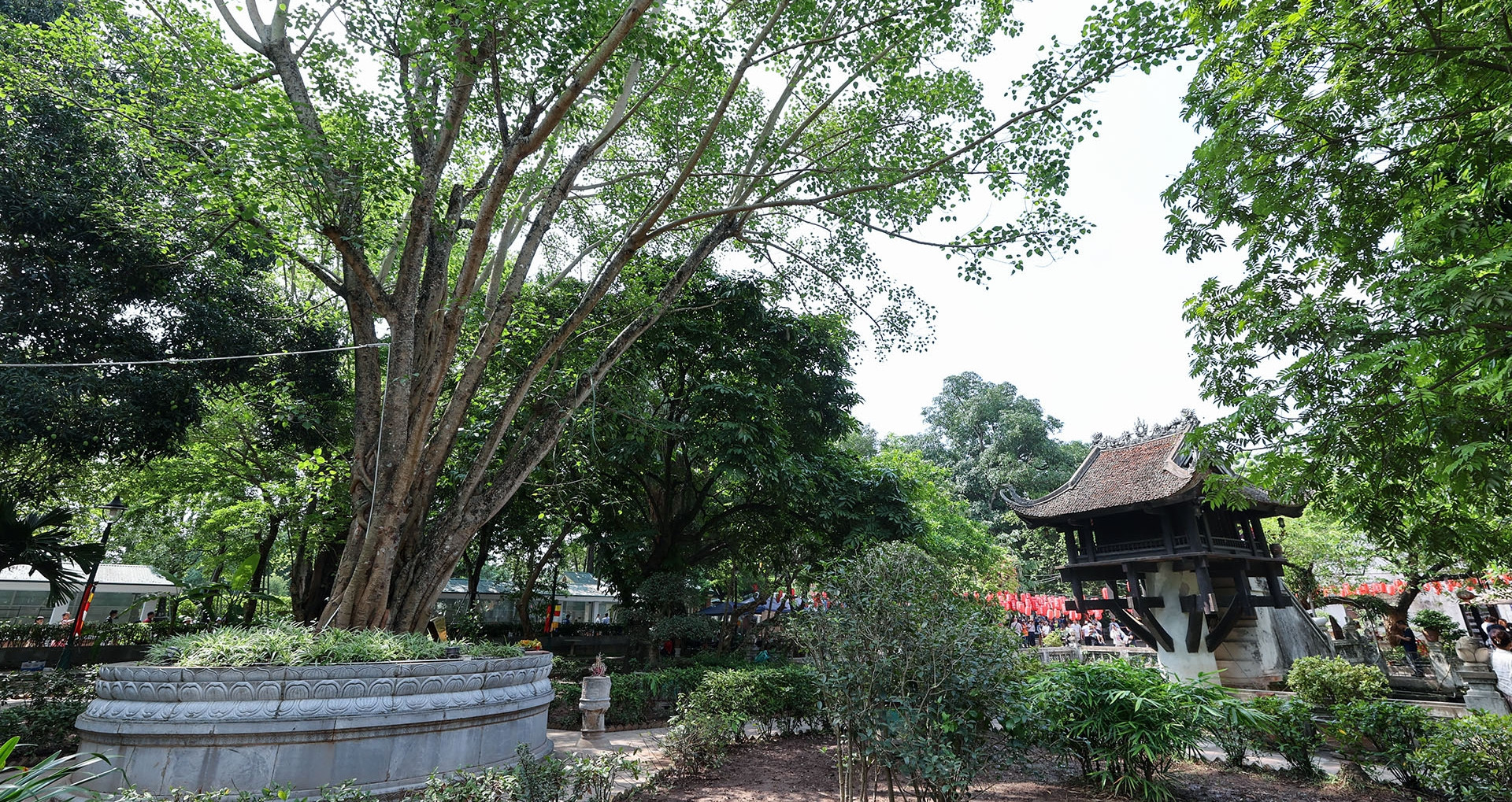 Nearly 70-year-old Bodhi trees tell a story of Vietnam-India ties