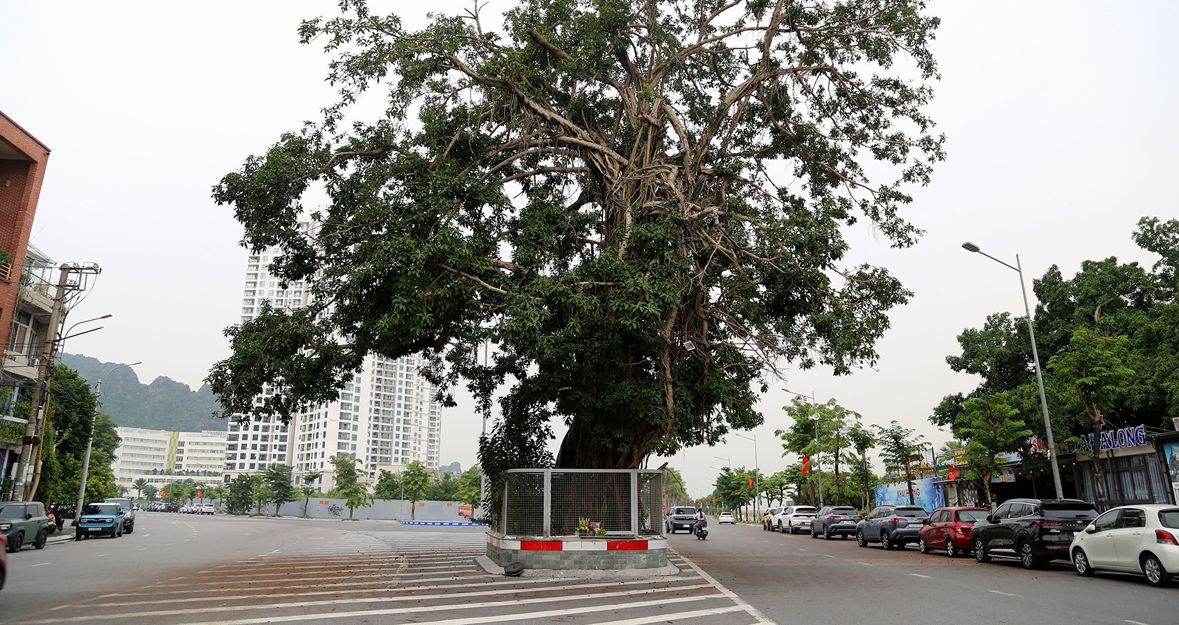 The story behind Quang Ninh’s unusual banyan tree ‘roundabout’
