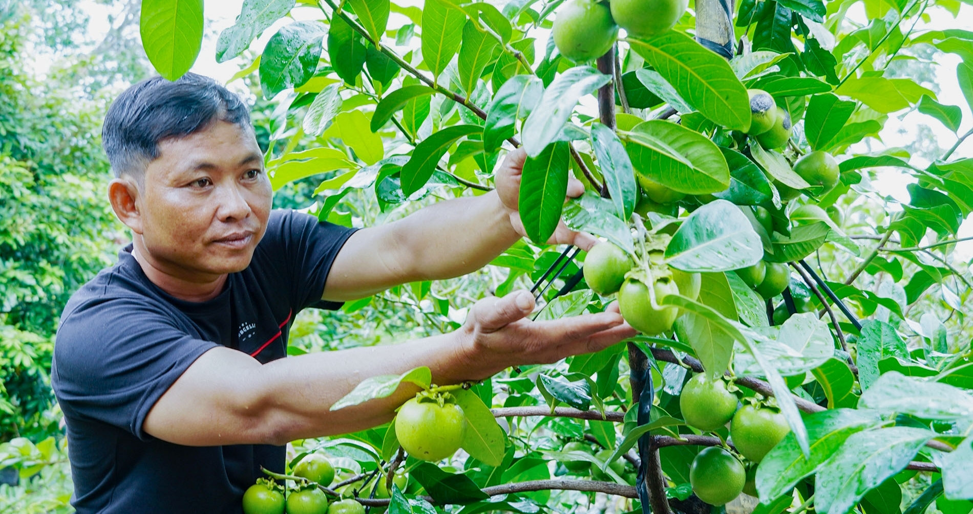 Can Tho farmer earns $27,000 a year from unusual ‘chocolate’ persimmons