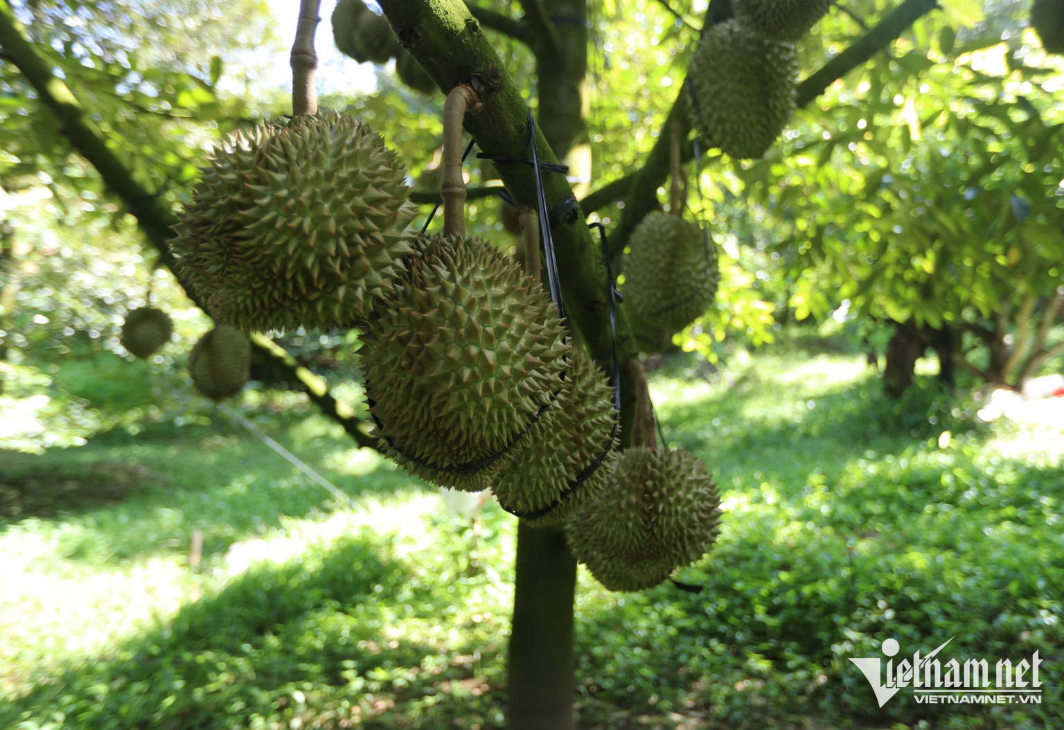 durian.png