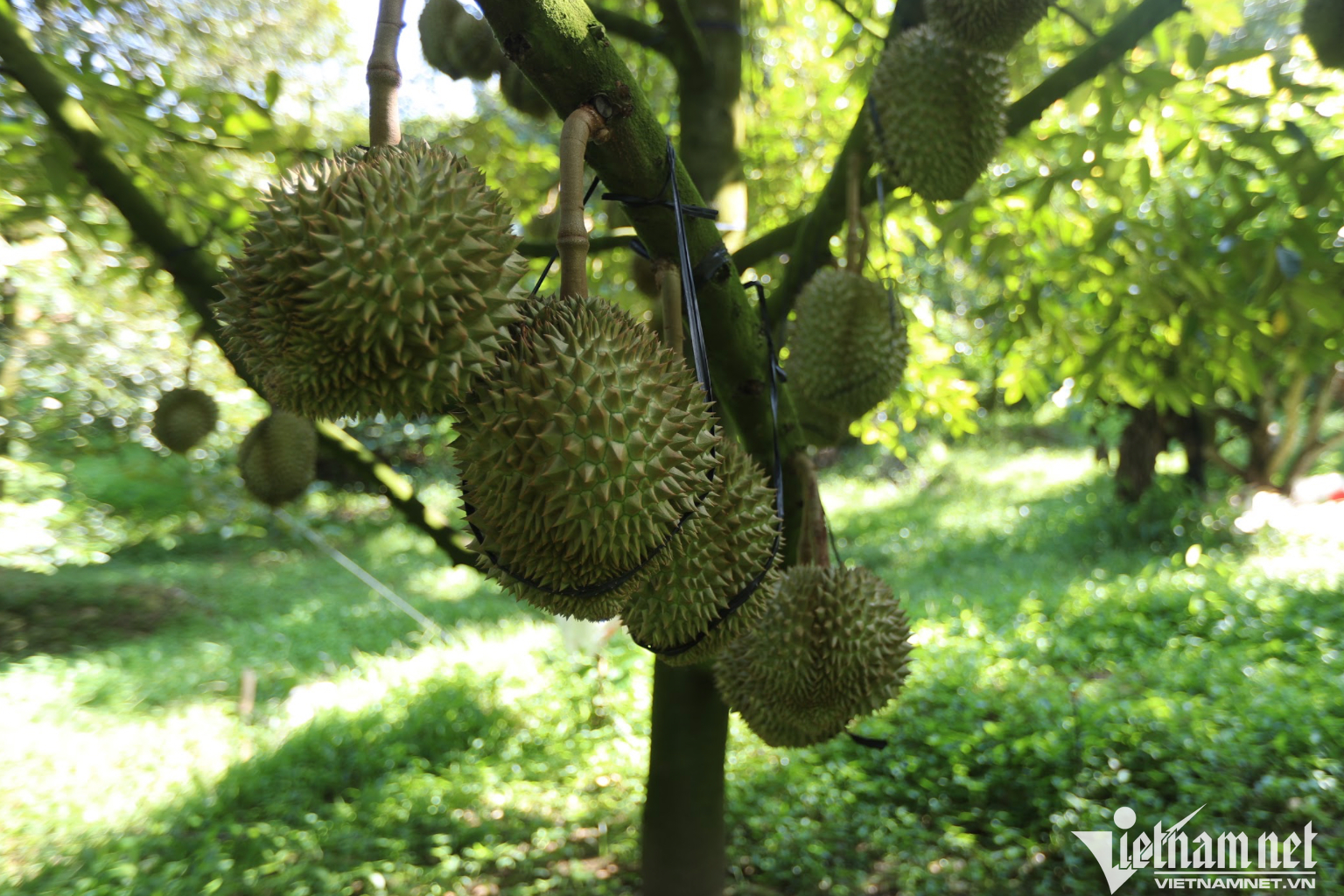 Vietnam sees vast potential in China as 1 billion people yet to taste durian