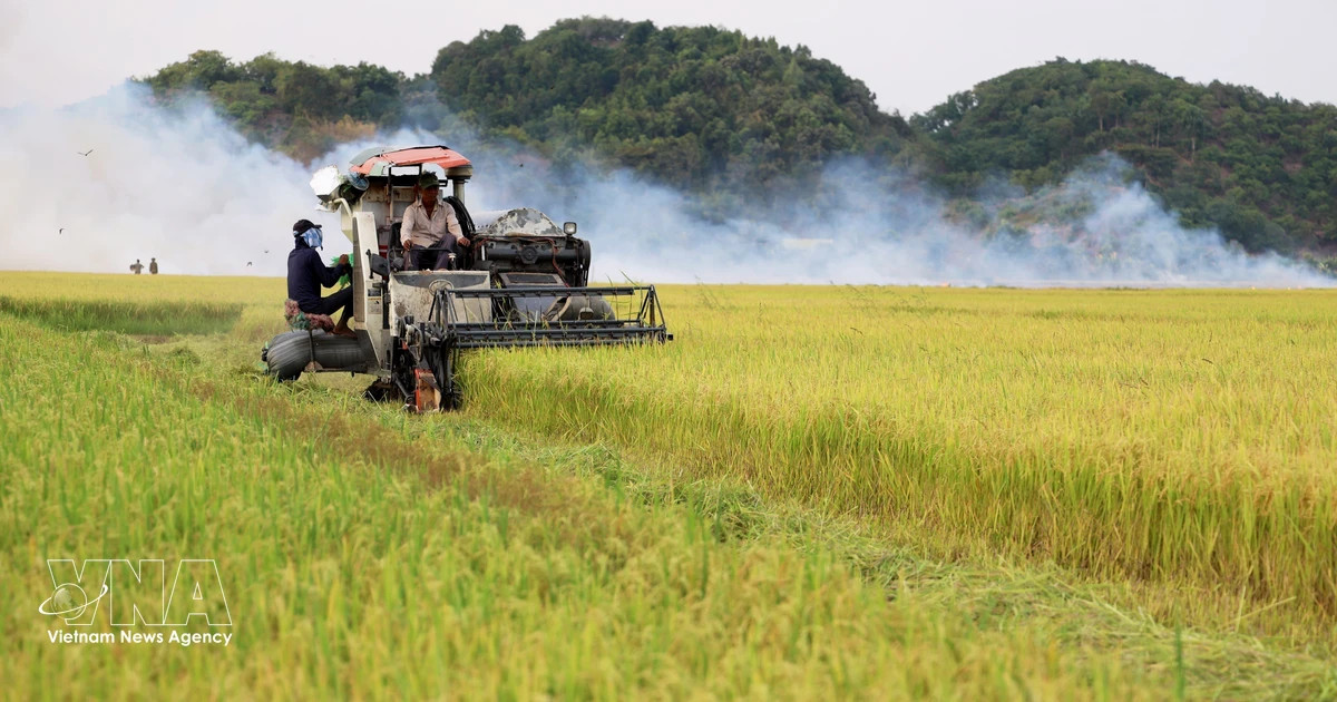 Rice exports expected to gain momentum in year-end months