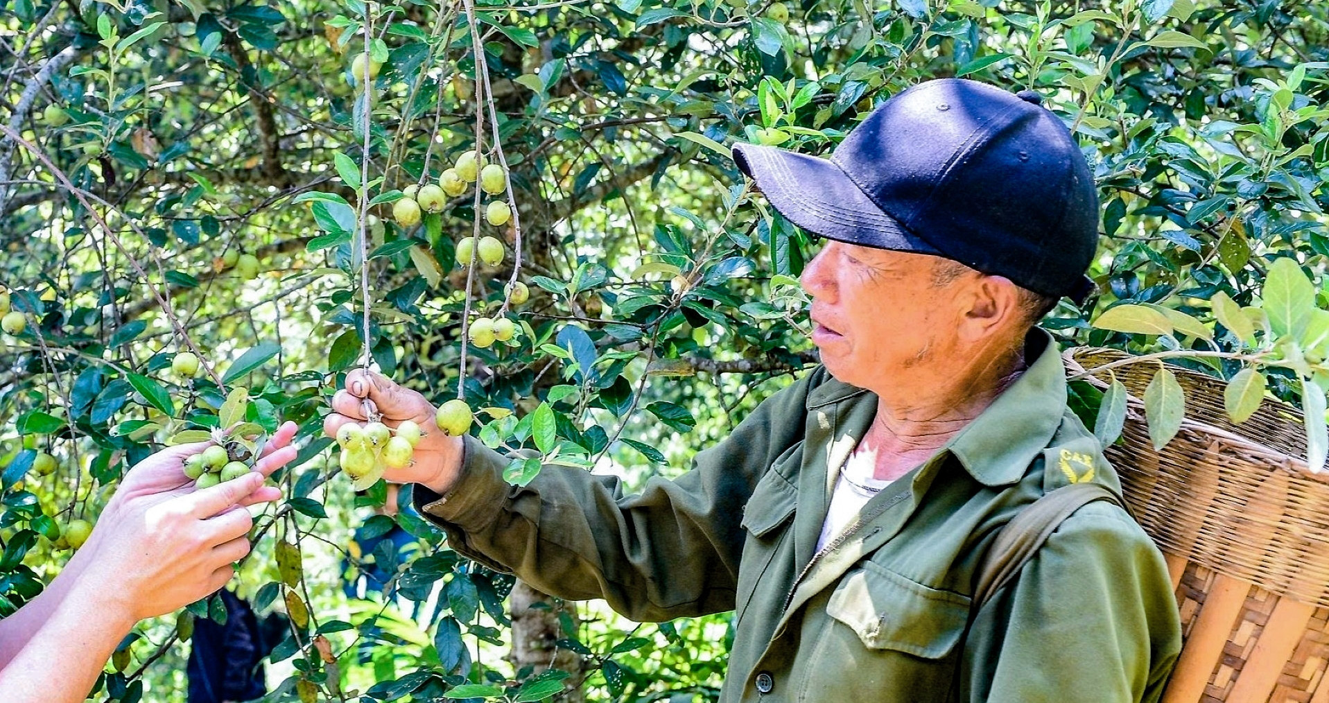 H'mong farmer turns mountain orchard into thriving livelihood