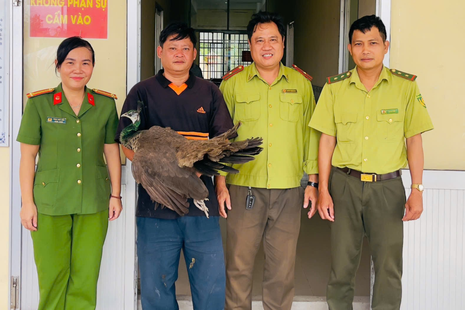 Rare peacock flies into Can Tho home, resident calls police