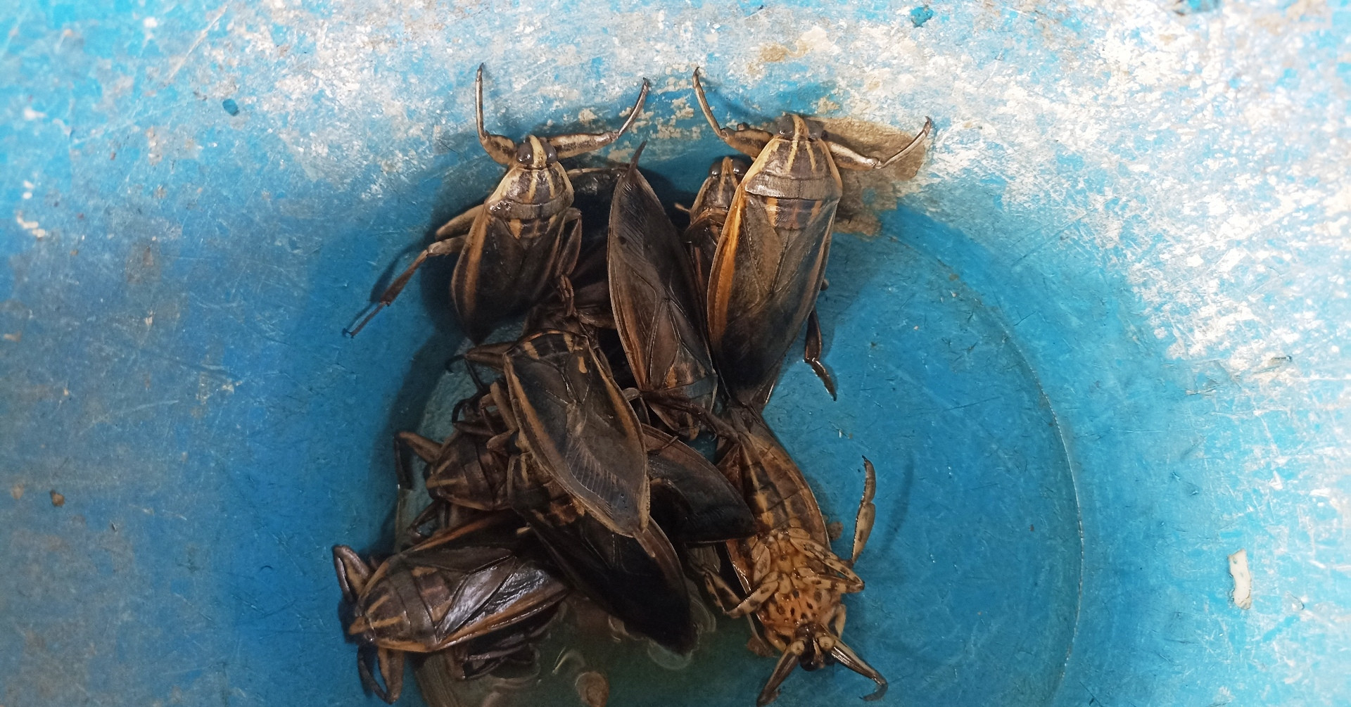 Vietnamese farmer turns giant water bugs into profitable business