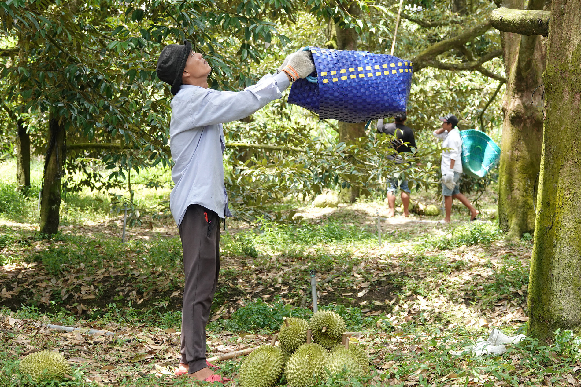 Sầu riêng 11.jpg