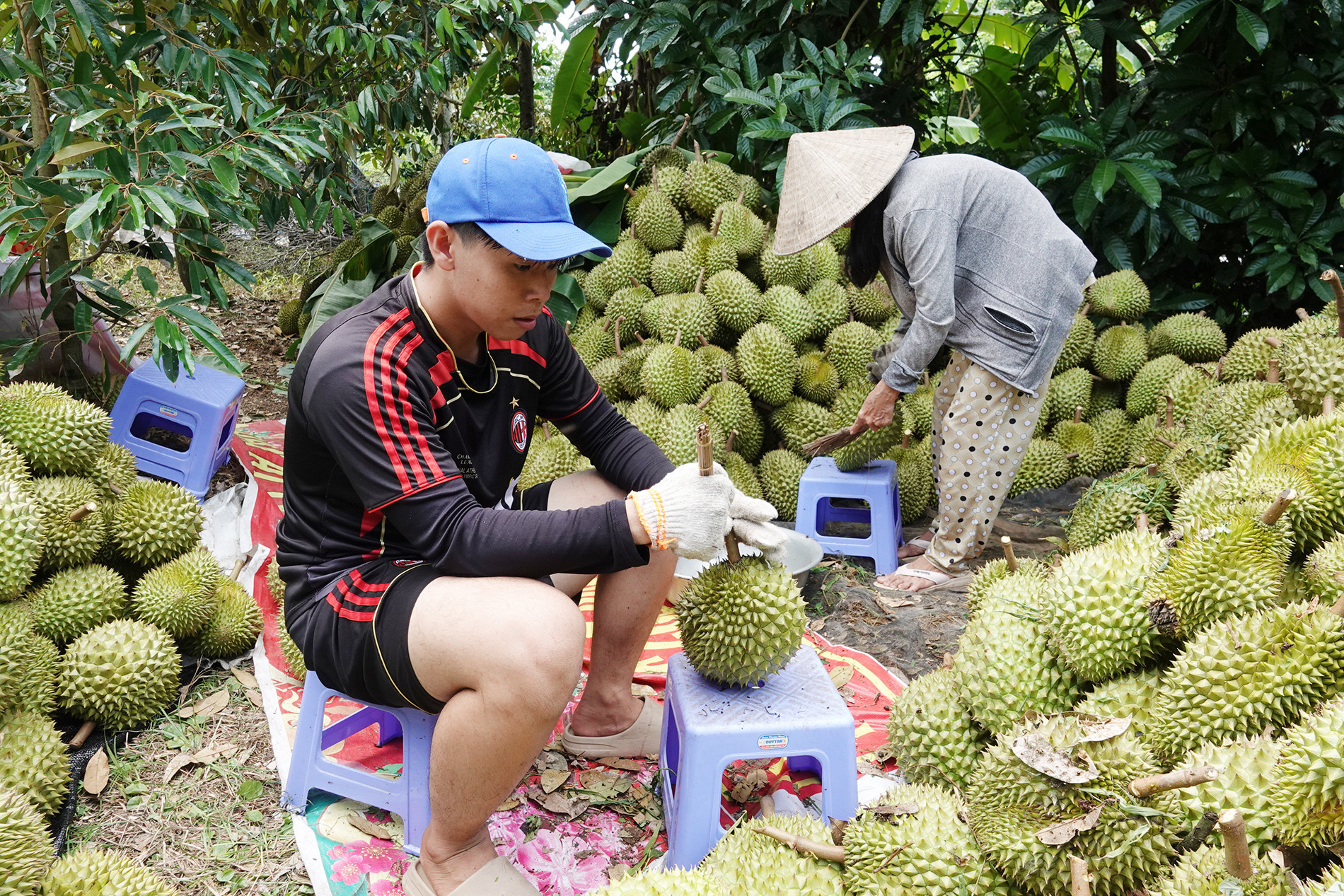 Sầu riêng 2.jpg